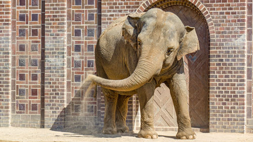 Close-up of elephant against wall in zoo