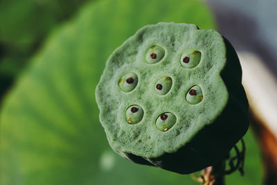 Close-up of lotus water lily