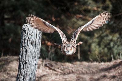 Bird flying over a tree