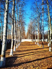 Bare trees on landscape against sky during autumn