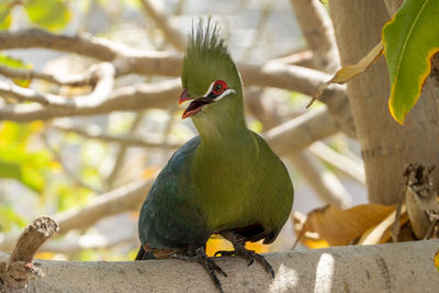 Close-up of bird perching on branch