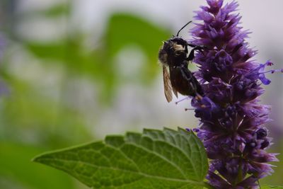 Close-up of butterfly pollinating on purple flower