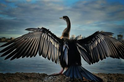Cormorant perching on rock with spread wings against sky