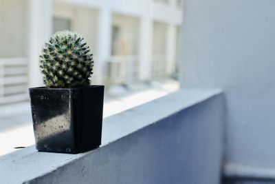 Close-up of potted cactus plant against wall