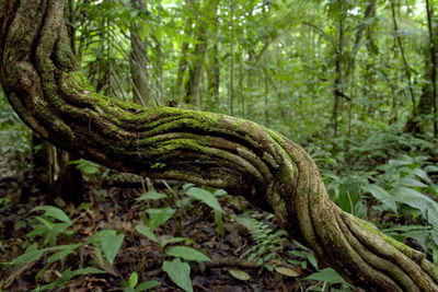 Close-up of tree trunk in forest