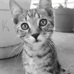 Close-up portrait of cat