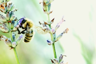 Close-up of bee on flower