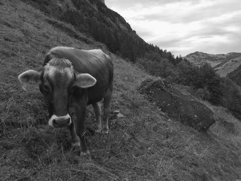 Portrait of cow standing on hill