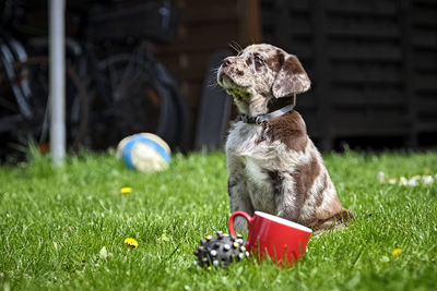 Dog sitting in a field