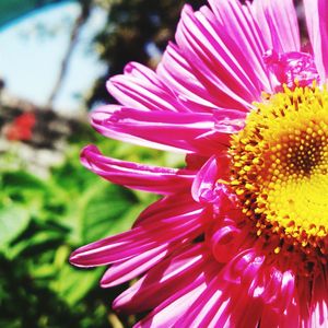 Close-up of pink flower blooming outdoors