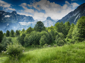 Scenic view of trees on field against sky