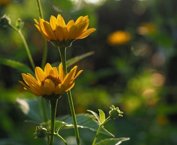 Close-up of yellow flowering plant