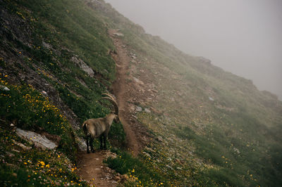 View of a mountain goat on mountain