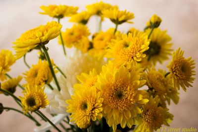 Close-up of yellow flowers