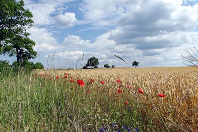 Scenic view of field against sky