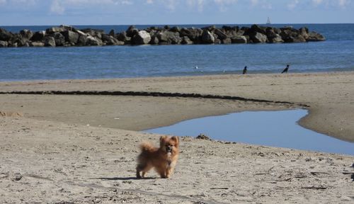 View of dog on beach