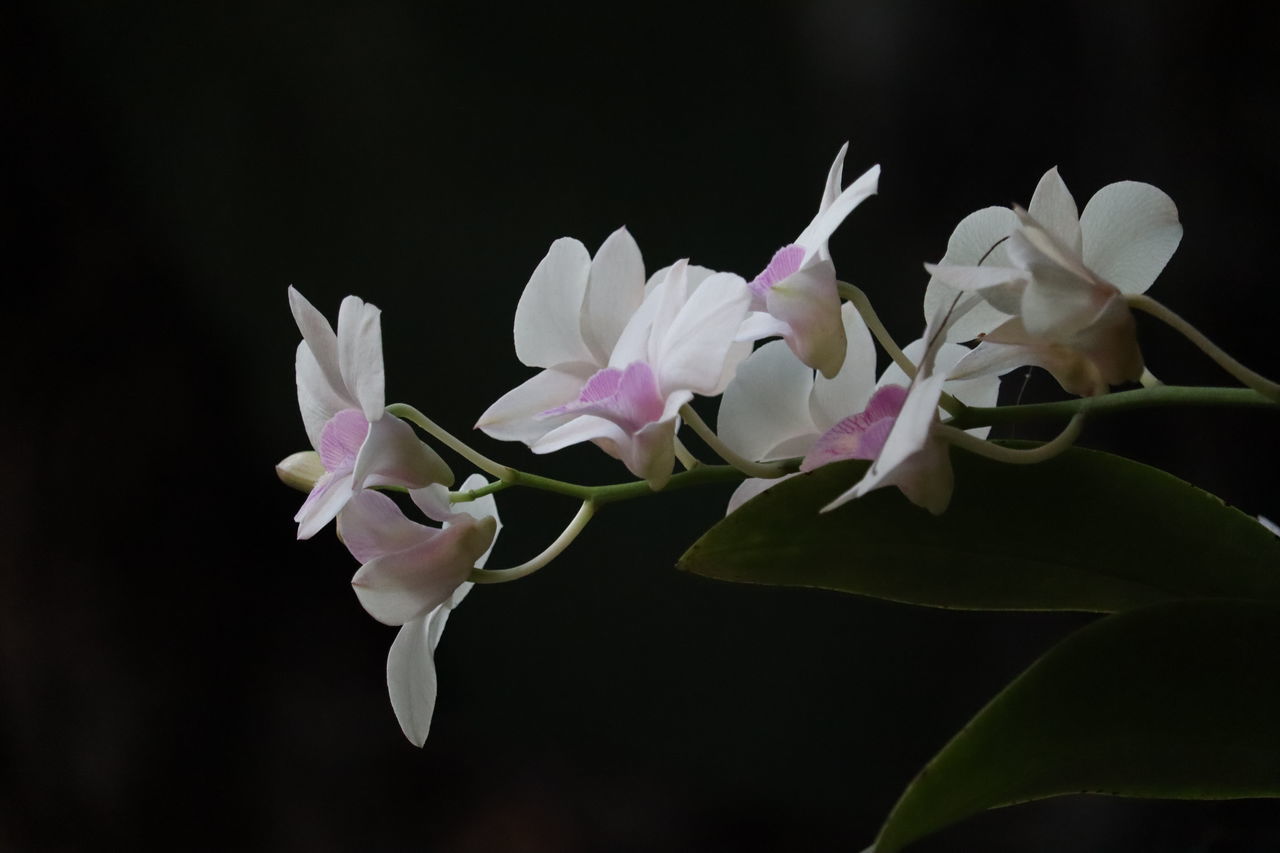 CLOSE-UP OF PINK ORCHID FLOWERS AGAINST BLACK BACKGROUND