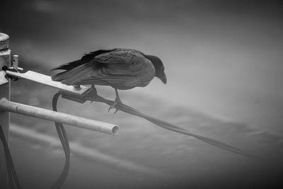 Low angle view of bird perching on cable against sky