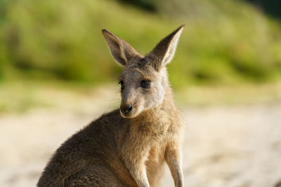 Young eastern grey kangaroo looking cute