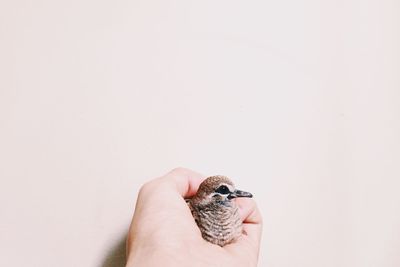 Close-up of hand holding young bird over white background