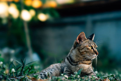 Close-up of cat relaxing on land