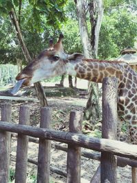 View of giraffe in wooden fence at zoo