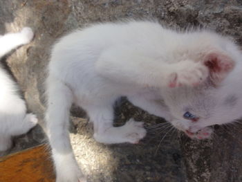 Close-up of cat sleeping