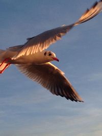 Bird in water