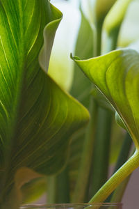 Close-up of green leaf