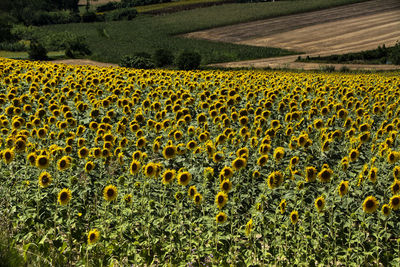 Scenic view of sunflower field