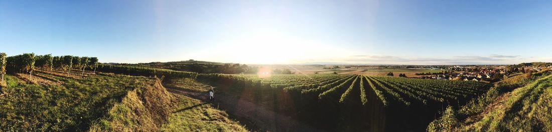 Panoramic view of agricultural field against sky