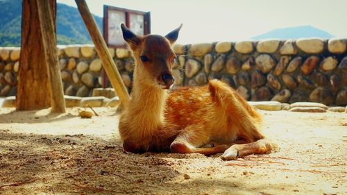 View of a dog lying on land