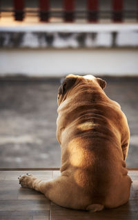 Close-up of a dog resting