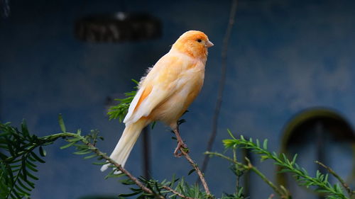 Canary perching on tree