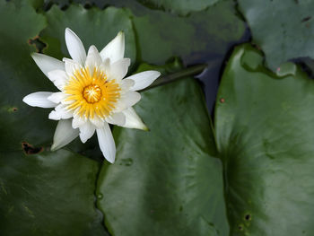 Close-up of lotus water lily in lake