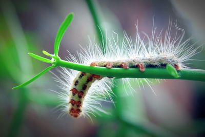 Close-up of insect on plant