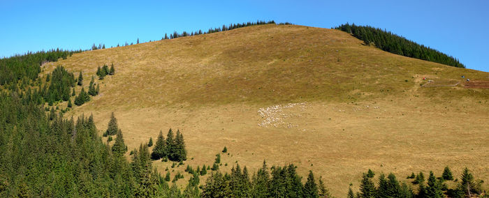 Sheep grazing on mountain, cindrel mountains, romania