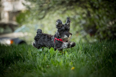 Portrait of dog on grassy field