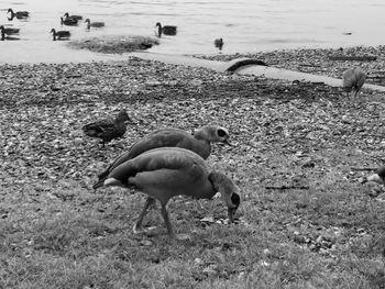 Side view of birds on beach