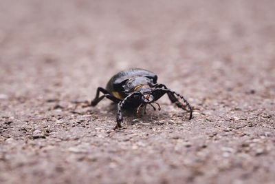 Close-up of fly