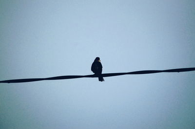 Low angle view of bird perching on cable against clear sky