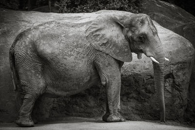 Close-up of elephant