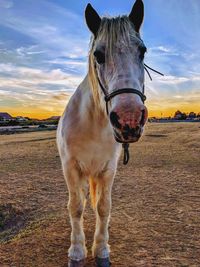 Horse standing in a field