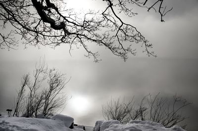 Bare trees on snow covered land against sky