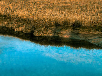 Reflection of grass in water