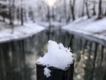 Close-up of icicles on tree