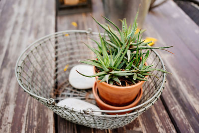 High angle view of potted plant in basket on table