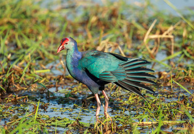 Close-up of bird perching outdoors