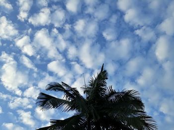 Low angle view of palm tree against sky