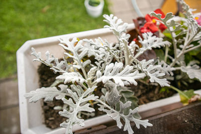 Beautiful silver cineraria in a flower box in the garden against a background of green grass